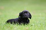 CANE CORSO 1238